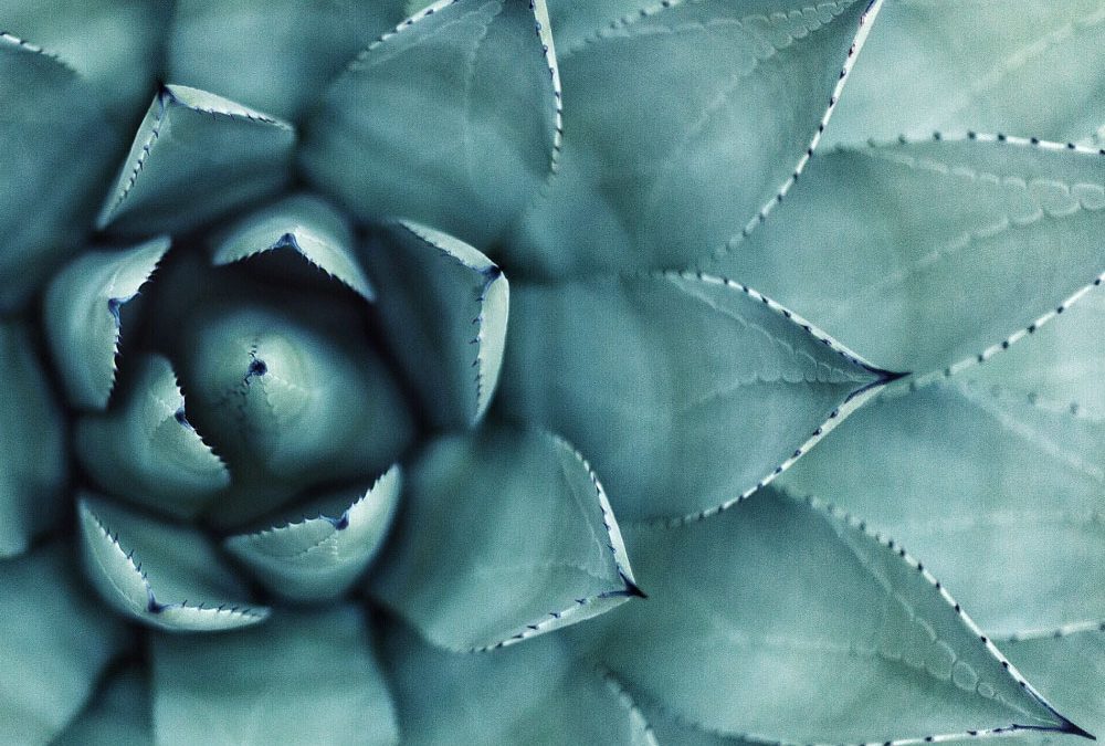 Welcome to Abhaya Wellness