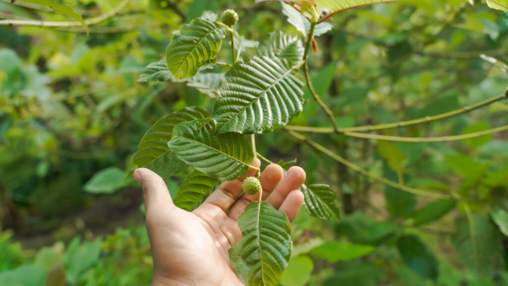 kratom addiction treatment north carolina