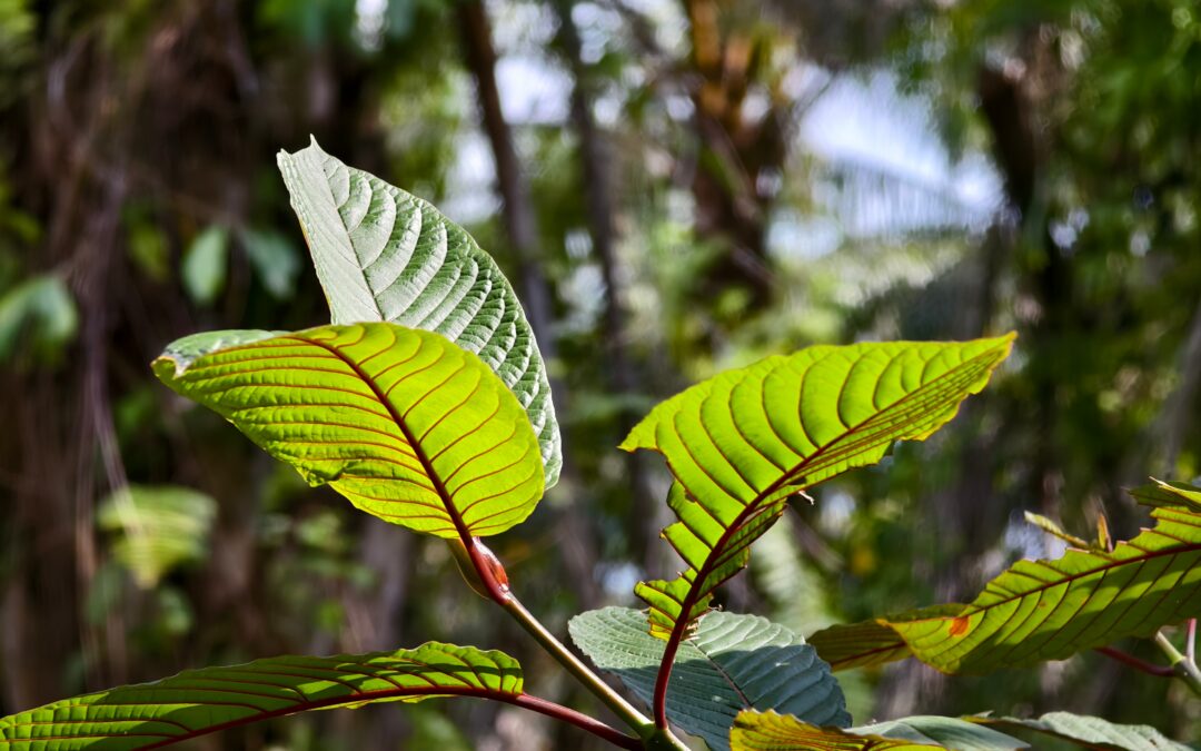 What Should I Do If My Spouse Refuses Help for a Kratom Addiction?