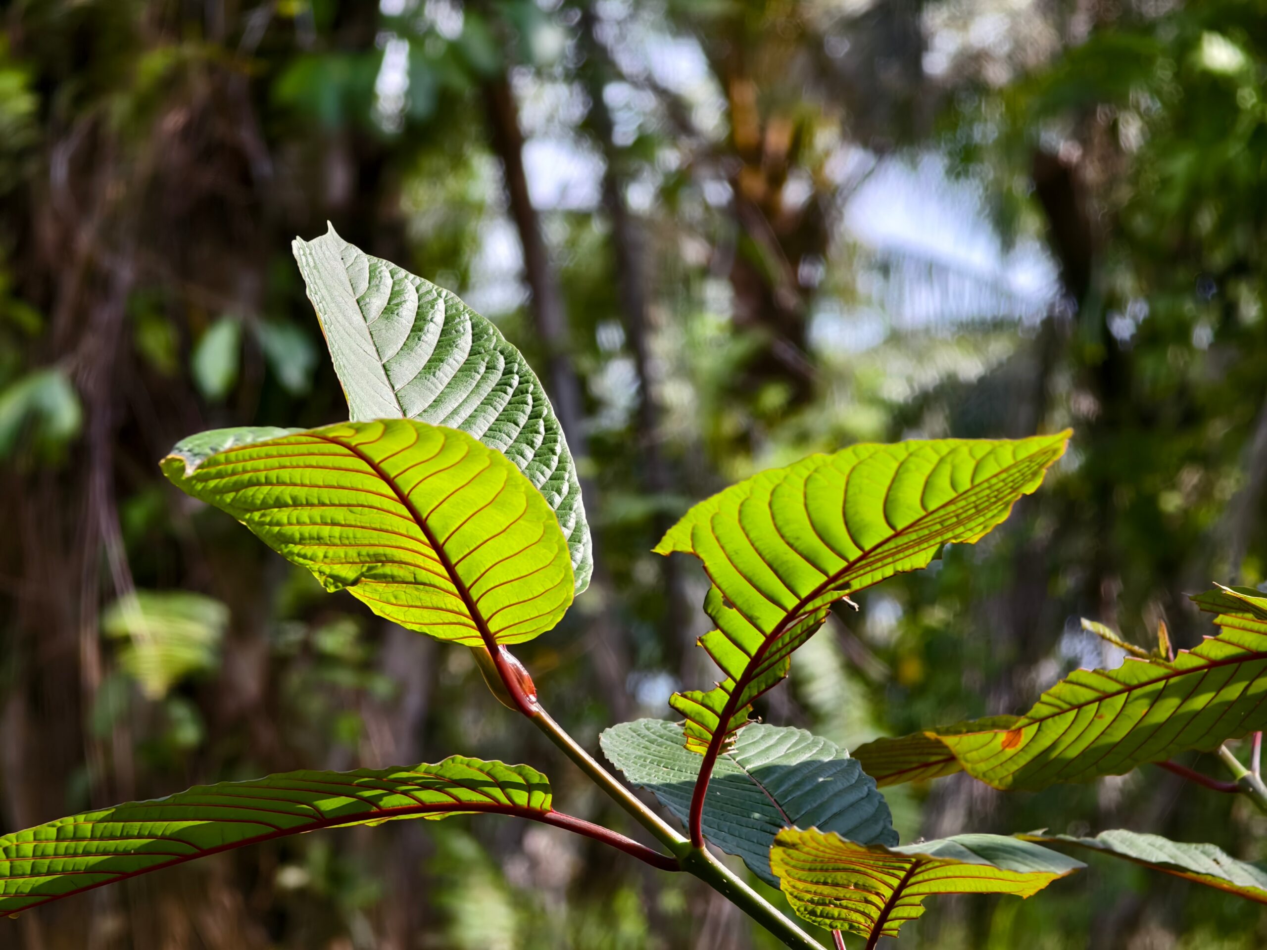 best kratom addiction treatment north carolina durham
