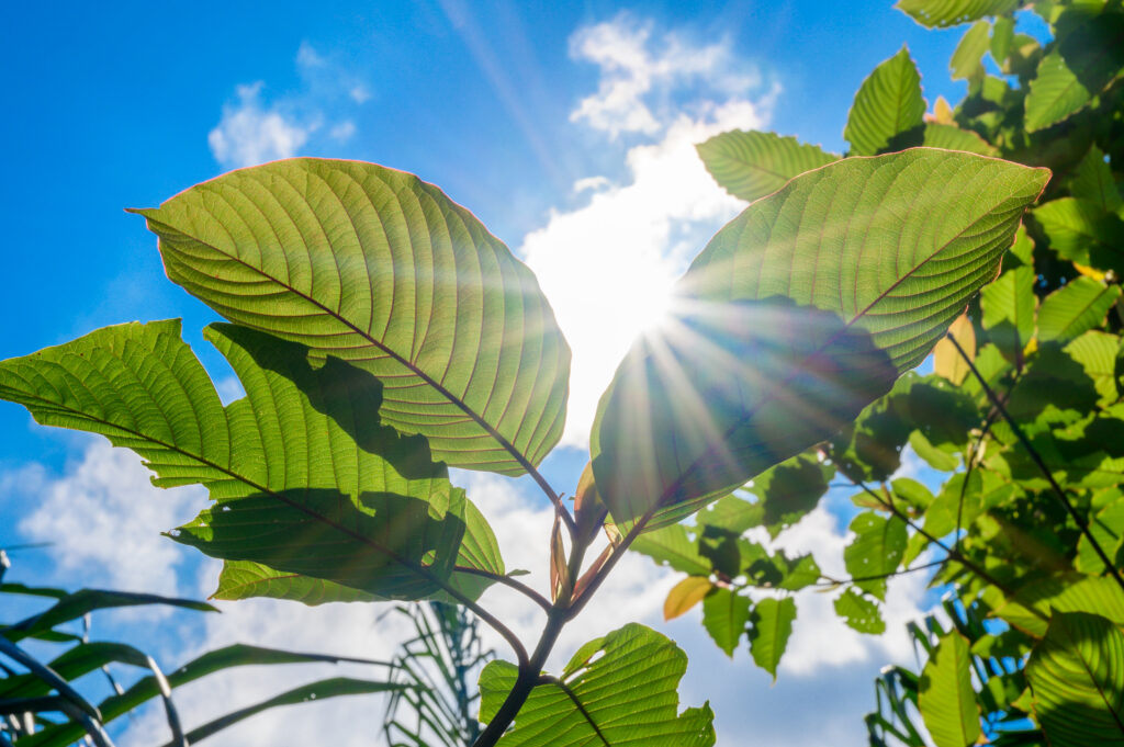 best kratom rehab addiction treatment north carolina